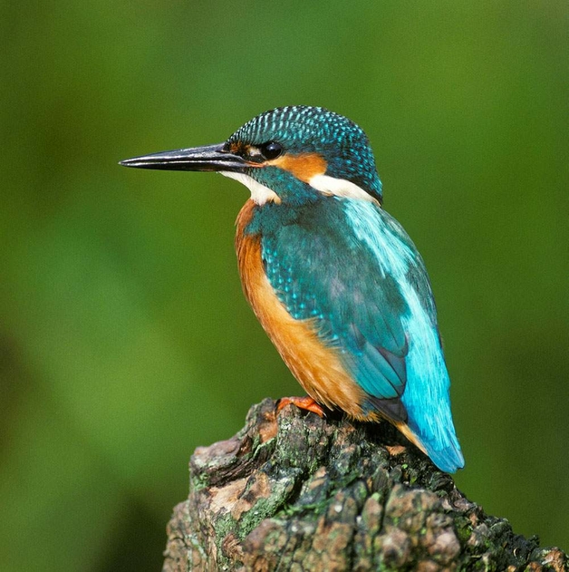Image of Second Nature Card For Any Occasion (Blank) - Kingfisher Sound Card