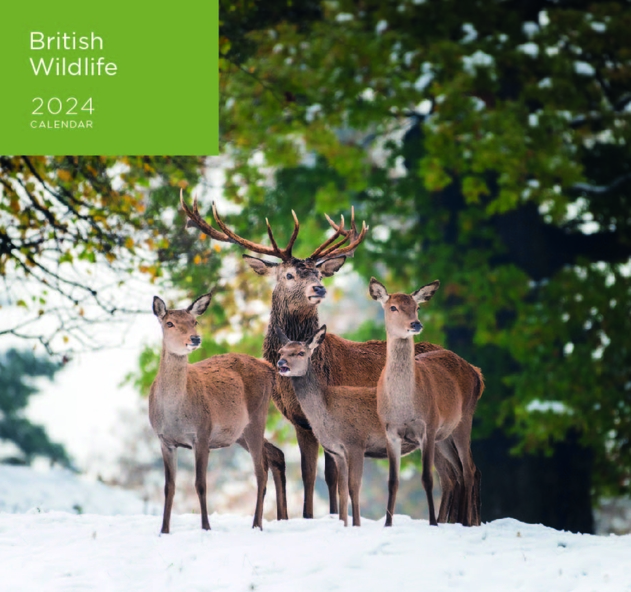 Image of WHSmith British Wildlife 2024 Calendar