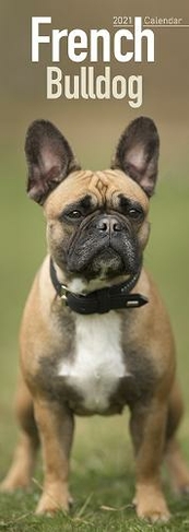 slim french bulldog