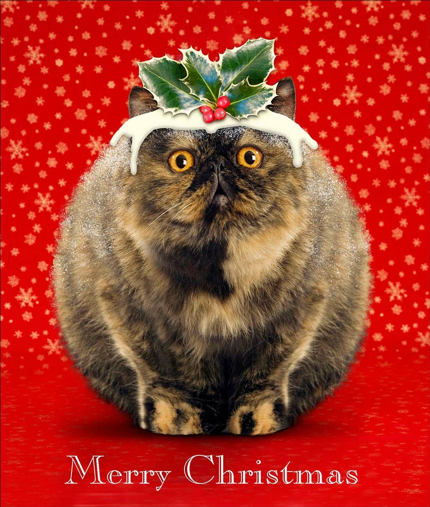cat for christmas